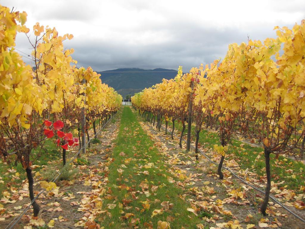 Korohi Vineyard BnB Blenheim Dış mekan fotoğraf